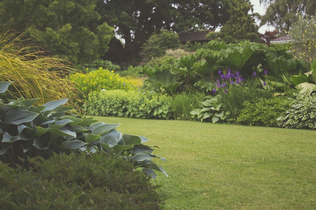 Paarse bloeiende planten